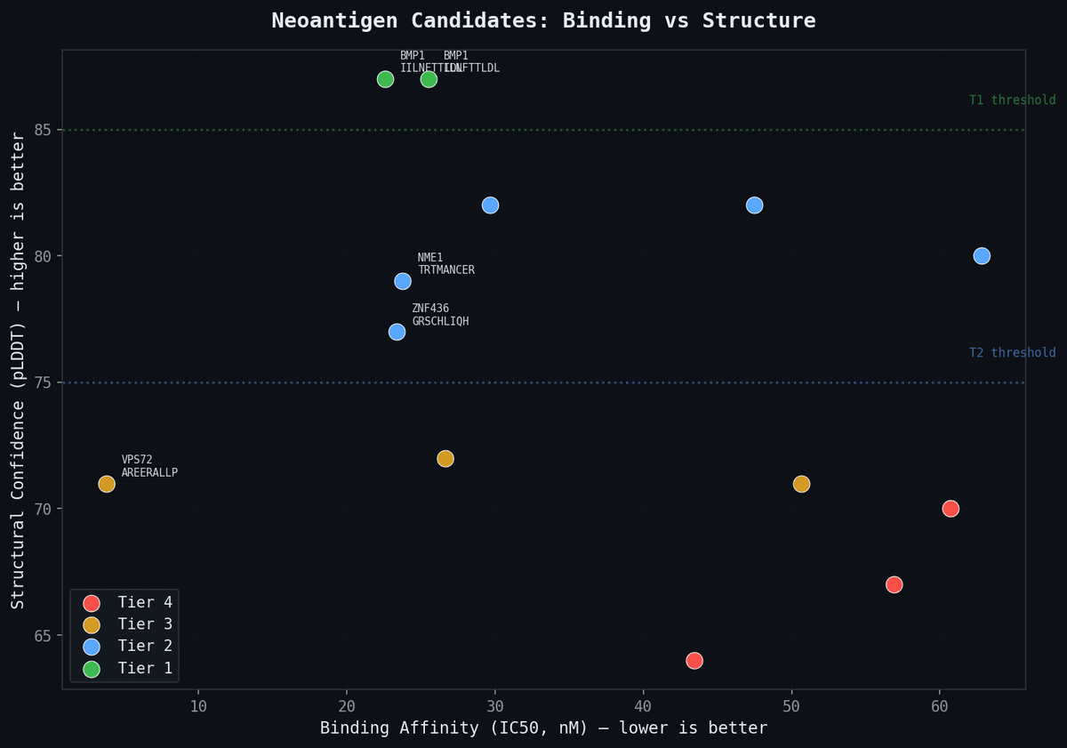 Neoantigen Candidates — Binding affinity vs structural confidence